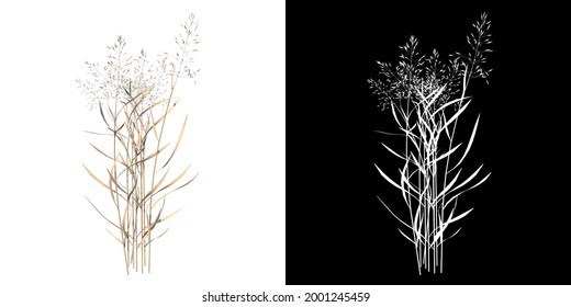 Front View Of Plant ( Dry Tall Grass 2) Tree Png With Alpha Channel To Cutout Made With 3D Render