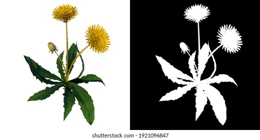 Front View Of Plant Flower (Dandelion Taraxacum Officinale 6) Tree Png With Alpha Channel To Cutout Made With 3D Render 