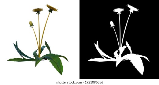 Front View Of Plant Flower (Dandelion Taraxacum Officinale 5) Tree Png With Alpha Channel To Cutout Made With 3D Render 