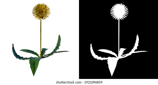 Front View Of Plant Flower (Dandelion Taraxacum Officinale 4) Tree Png With Alpha Channel To Cutout Made With 3D Render 