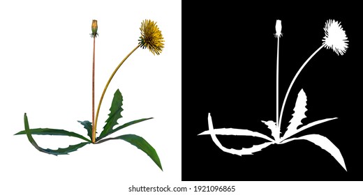 Front View Of Plant Flower (Dandelion Taraxacum Officinale 3) Tree Png With Alpha Channel To Cutout Made With 3D Render 