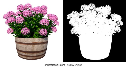 Front View Of Plant Flower (Flowerpot Vase With Hydrangea 1) Tree Png With Alpha Channel To Cutout Made With 3D Render 