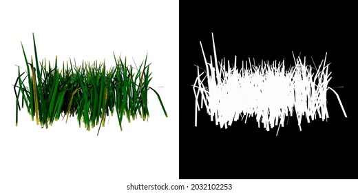 Front View Of Plant (Grass 3) Tree Png With Alpha Channel To Cutout Made With 3D Render