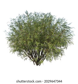 Front View Of Plant ( Ivory Halo Dogwood Cornus Alba ‘Bailhalo 1) Tree White Background 3D Rendering Ilustracion 3D