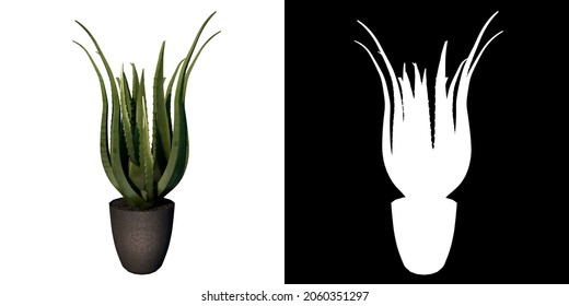 Front view of Plant (Pot with Aloe Vera 1) Tree white background 3D Rendering Ilustracion 3D
