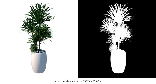 Front View Of Plant (Potted Vase With Indoor Plant 5) Tree Png With Alpha Channel To Cutout Made With 3D Render 