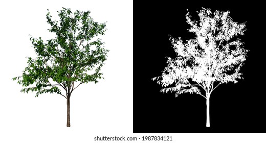 Front View Of Plant (Small Oak 1) Tree Png With Alpha Channel To Cutout Made With 3D Render