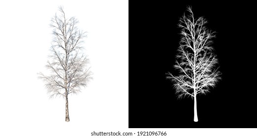 Front View Of Plant (Snowy Tree Winter 13) Tree Png With Alpha Channel To Cutout Made With 3D Render 