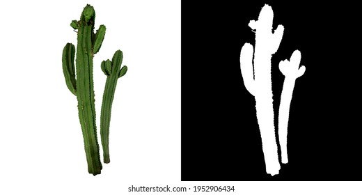 Front view of Plant ( Tall Cactus 1) Tree png with alpha channel to cutout made with 3D render 