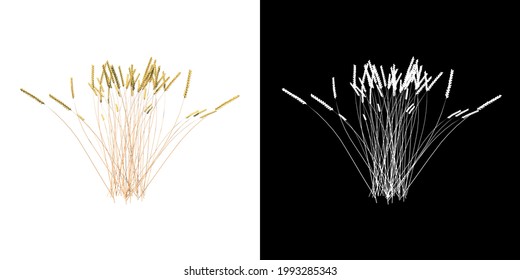 Front View Of Plant (Wheat 1) Tree Png With Alpha Channel To Cutout Made With 3D Render