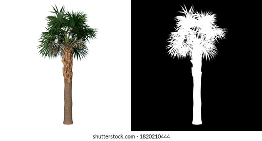 Front View Of Plant (Young Palmetto Palm Tree 1) Tree Png With Alpha Channel To Cutout Made With 3D Render 