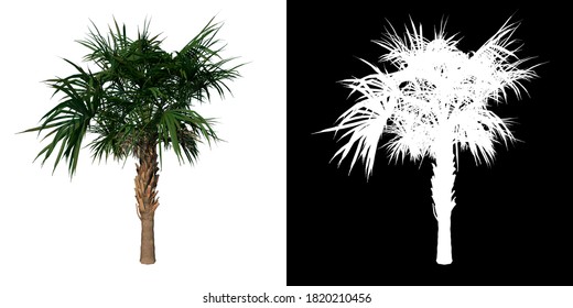 Front View Of Plant (Young Palmetto Palm Tree 3) Tree Png With Alpha Channel To Cutout Made With 3D Render 