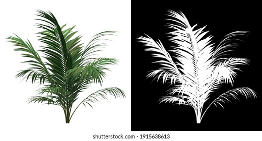 Front view of Sabal Palm Tree. PNG with alpha channel to cutout. Made from 3D model for compositing.