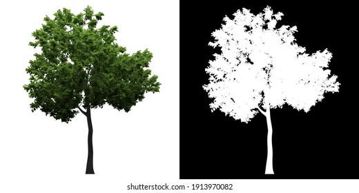 Front View Of Sorbus Tormina. PNG With Alpha Channel To Cutout. Made From 3D Model For Compositing.	