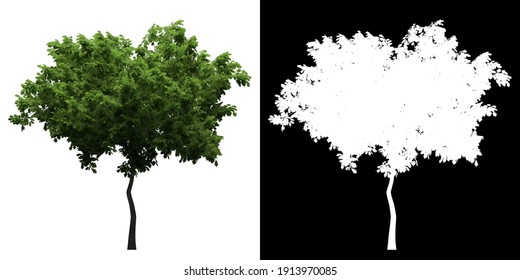 Front View Of Sorbus Tormina. PNG With Alpha Channel To Cutout. Made From 3D Model For Compositing.	