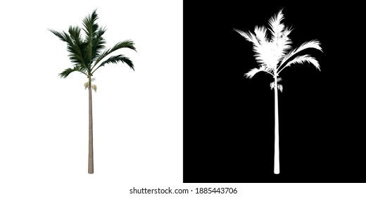 Alexander Palm Images Stock Photos Vectors Shutterstock