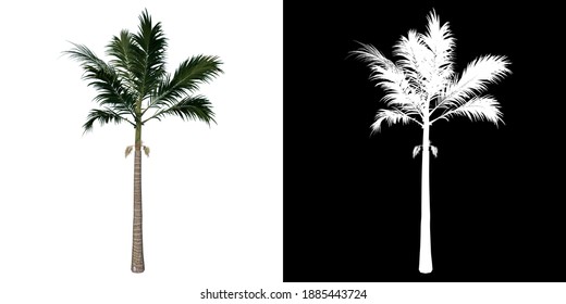 Alexander Palm Images Stock Photos Vectors Shutterstock