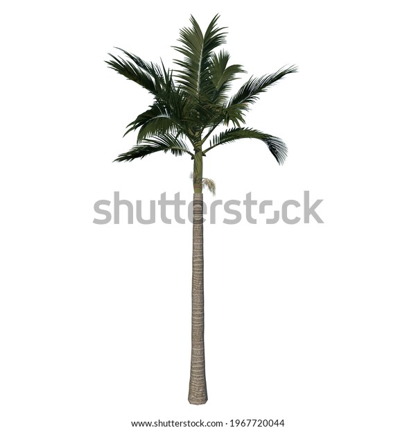 Alexander Palm Images Stock Photos Vectors Shutterstock