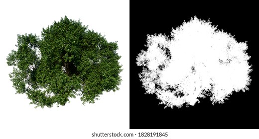 Front View Tree ( Adolescent Common Oak Tree 3 ) White Background Alpha Png 3D Rendering 3D Ilustracion 