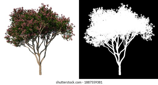 Front View Tree (Adolescent Rain Tree Albizia Saman 1) White Background Alpha Png 3D Rendering Ilustracion 3D