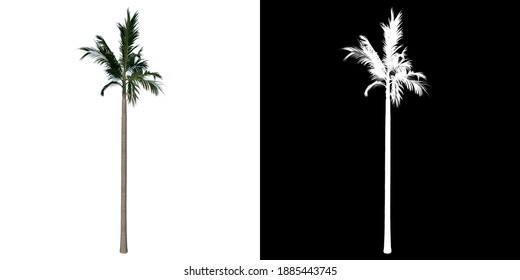 Alexander Palm Images Stock Photos Vectors Shutterstock