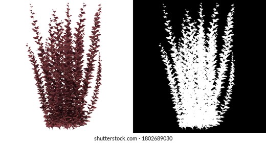 Front View Of Tree (Berberis Thunbergii-Helmond Pillar) Png With Alpha Channel To Cutout 3D Rendering. For Forest And Nature Compositing.	