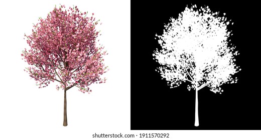 Front View Of Tree (Cherry Tree ) Plant Png With Alpha Channel To Cutout Made With 3D Render 