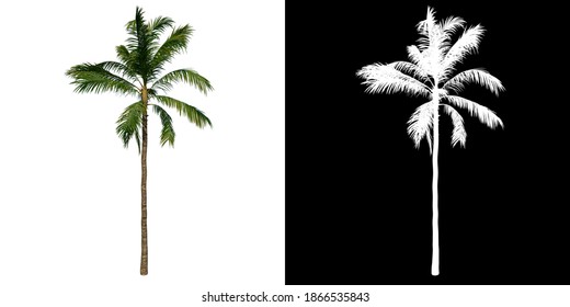 Front View Tree (Coconut Tree Palm 2) White Background Alpha Png 3D Rendering 3D Ilustracion 