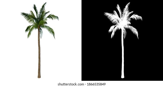 Front view tree (Coconut Tree Palm 1) white background alpha png 3D Rendering 3D Ilustracion 