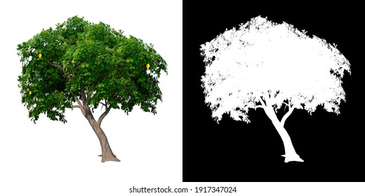 Front View Of Tree (Lemon Tree 1) Plant Png With Alpha Channel To Cutout Made With 3D Render 