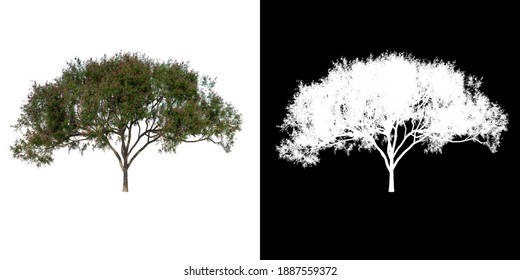 Front View Tree (Rain Tree Albizia Saman 2) White Background Alpha Png 3D Rendering Ilustracion 3D