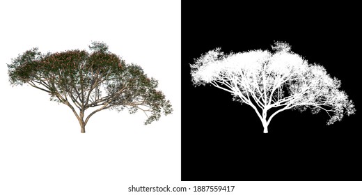 Front View Tree (Rain Tree Albizia Saman 3) White Background Alpha Png 3D Rendering Ilustracion 3D