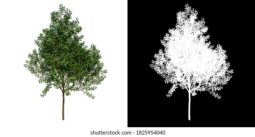 Front View Tree ( Young Common Oak Tree 1 ) White Background Alpha Png 3D Rendering 3D Ilustracion 