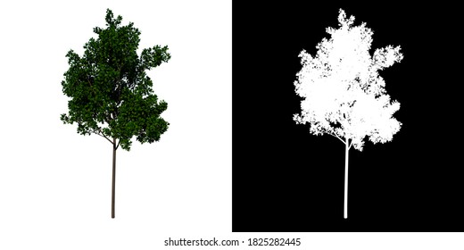 Front View Tree ( Young Red Oak Tree 2 ) White Background Alpha Png 3D Rendering 3D Ilustracion 