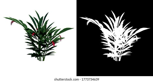 Front View Tropical Plant (Red Ginger) White Background Alpha Png 3D Rendering Ilustracion 3D