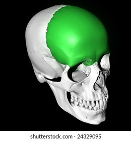 Frontal Bone Highlighted Green Stock Illustration 24329095