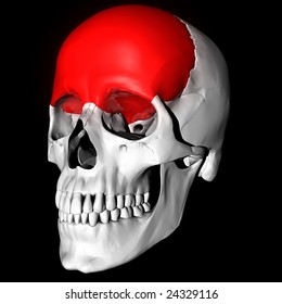 Frontal Bone Highlighted Red