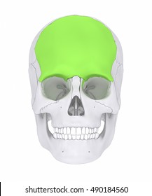 Frontal Bone Os Frontale Stock Illustration 490184560 | Shutterstock