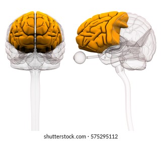 Frontal Lobe Brain Anatomy - 3d Illustration