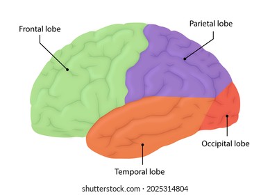 Frontal, parietal, temporal and occipital lobes of the brain
