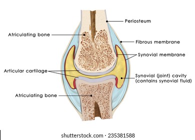 frontal selection of bone