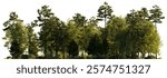 Frontal view Forest mixed trees (birch, sycamore platanus, spruce, pine, maple and other) isolated on a white background premium cutout day lighting