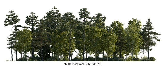 Frontal view Forest mixed trees (birch, sycamore platanus, spruce, pine, maple and other) isolated on a white background perfectly cutout day lighting