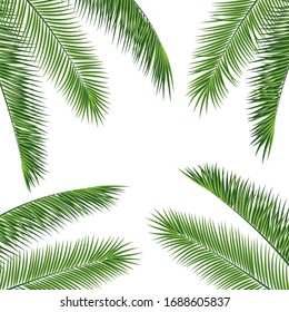 Fropical palm leaves frame botanical  illustration. Exotic nature card or banner with frame for text isolated on white background. Jungle green leaf floral pattern. Tropical palm leaves card.