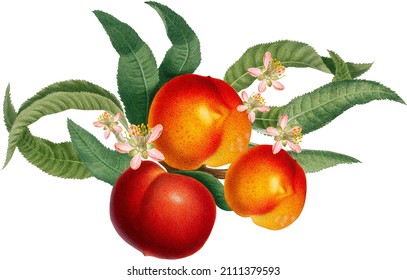 Fruit Arrangement With Red Peach Fruits, Blossom And Green Leaves, Vintage Botanical Illustration