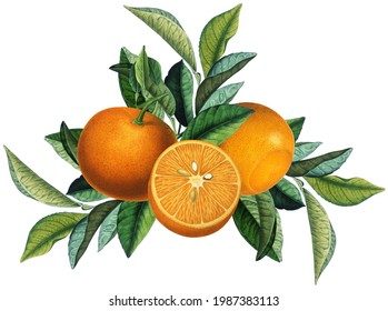 Fruit Arrangement Vintage Orange Citruses Green Stock Illustration ...