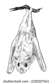 Fruit bat hanging from the tree black   white ink sketch 