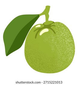 Fruit Illustrations Clipart Elements Set