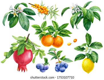 Fruit, Pomegranate, Mandarin, Lemon, Blueberry And Sea-buckthorn Berries On A Branch, Botanical Watercolor Drawing