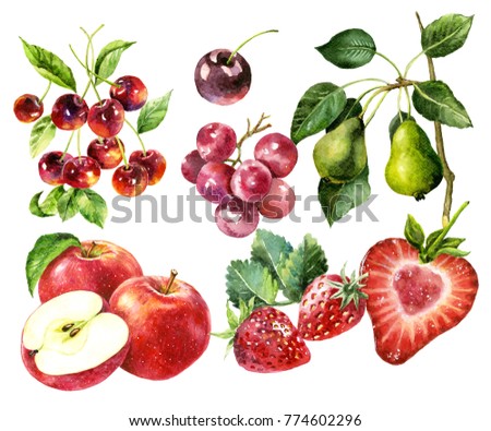 fruit watercolour painting vector 